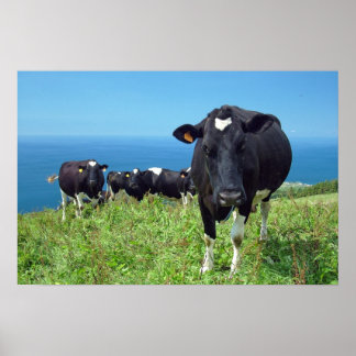 Póster Vaca enfurecida