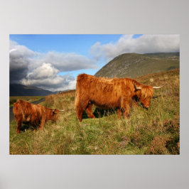 Póster Vaca escocesa en Escocia, Highlander