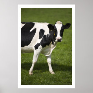 Póster Vaca frisia