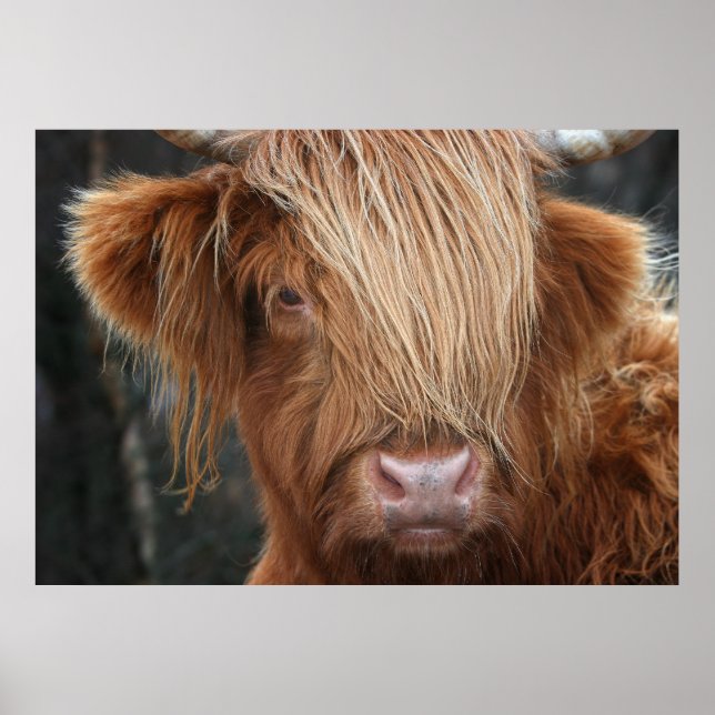 Póster Vaca Highland de Escocia, Highlander, Escocia (Frente)