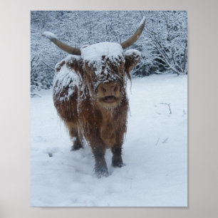 Póster Vaca Highland En El Poster De Nieve