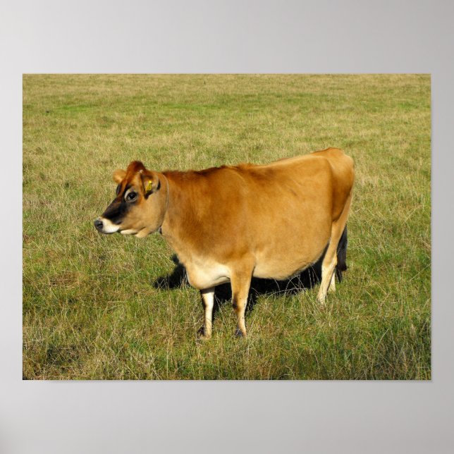 Póster vaca Jersey en Jersey (Frente)