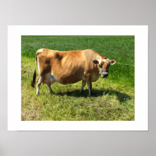 Póster Vaca Jersey en Jersey Islas del Canal