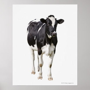 Póster Vaca lechera (Bos taurus) sobre fondo blanco