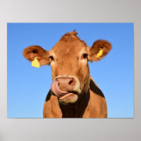 Vaca Marrón Tonta Primer Plano