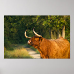 Póster Vaca montañesa en el bosque al atardecer
