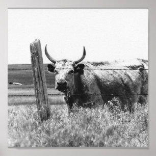 Póster Vaca negra y blanca de la foto