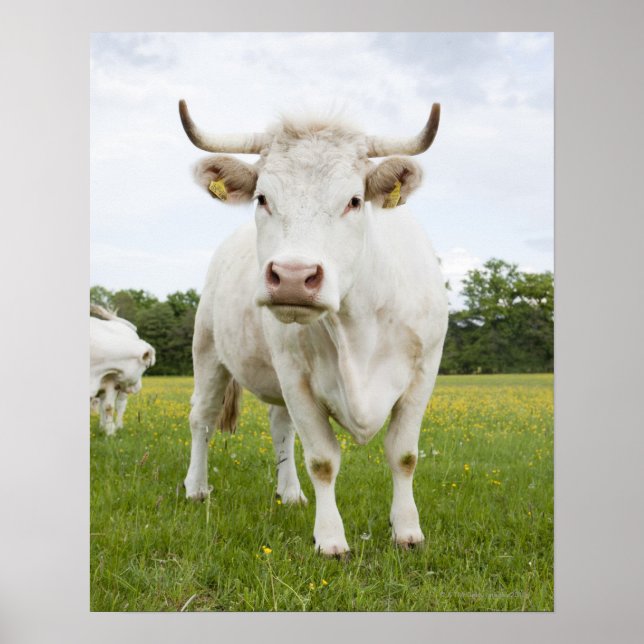 Póster Vaca parada en campo de hierba (Frente)
