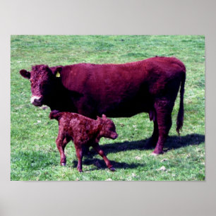 Póster Vaca Roja Del Sur Del Devon Ruby Y Jóven Calf