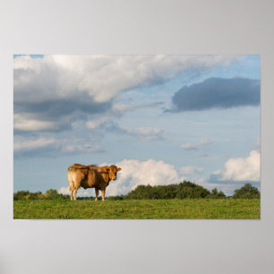 Póster Vaca rubia en la región de Dordoña, Francia del