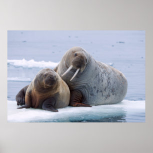 Póster Vaca y reposo de ternera de Walrus en un hielo mar