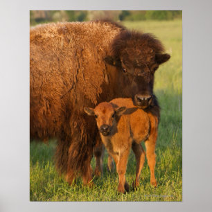 Póster Vaca y ternera americanas de Bison, Dakota del Nor
