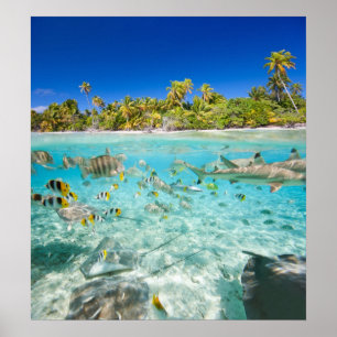 Póster Vacaciones exóticas
