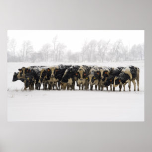 Póster Vacas