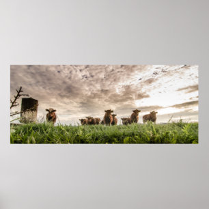 Póster Vacas