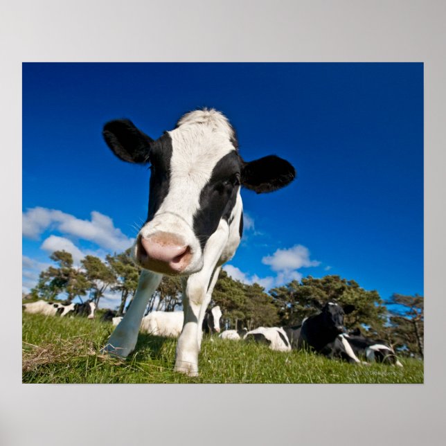 Póster Vacas alimentadas con pastos 2 (Frente)