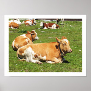 Póster vacas alpinas en Austria