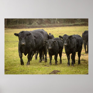 Póster Vacas bajo la lluvia