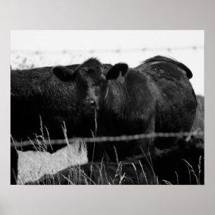 Póster Vacas blancas y negras detrás de la valla alambrad