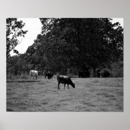 Póster Vacas blancas y negras en una colina 16x20