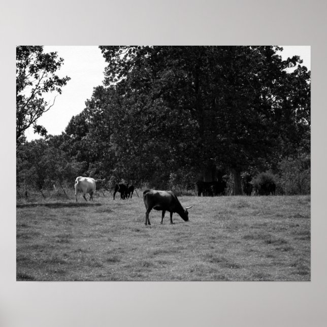 Póster Vacas blancas y negras en una colina 16x20 (Frente)