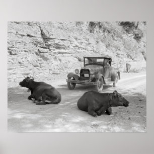 Póster Vacas bloqueando la carretera, 1940. Foto antigua