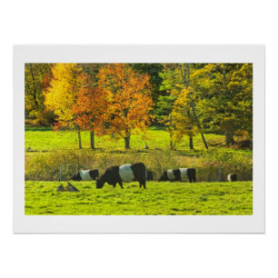 Póster Vacas ceñidas de Galloway en la granja de Rockport