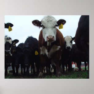 Póster Vacas curiosas 3 Poster