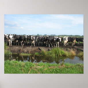 Póster Vacas curiosas de Holstein del Frisian