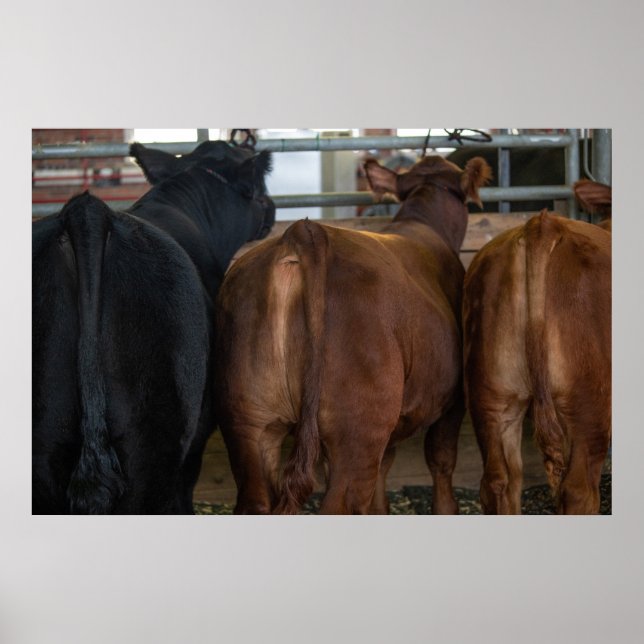 Póster Vacas de atrás de Poster (Frente)