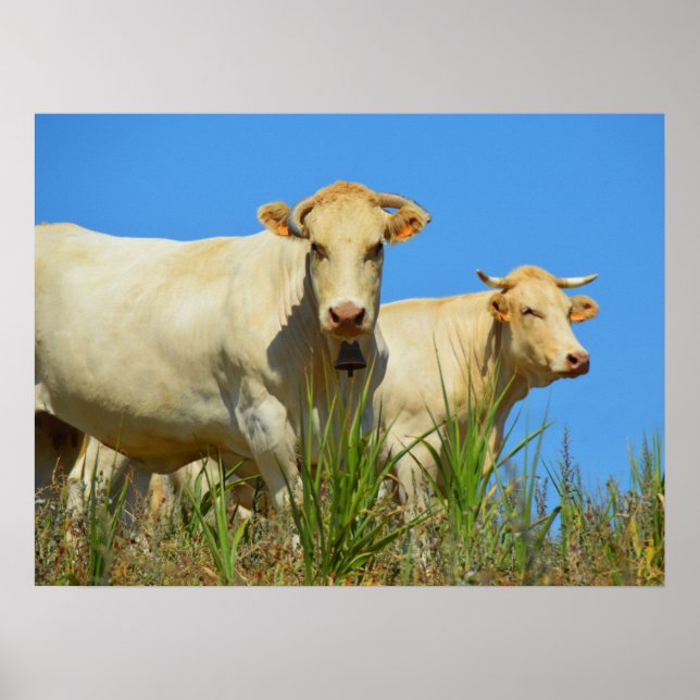Póster Vacas de Francia (Frente)
