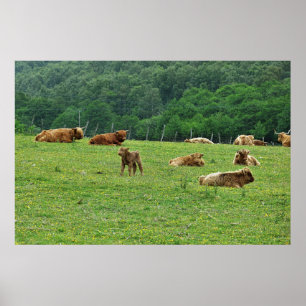 Póster Vacas de la región montañosa