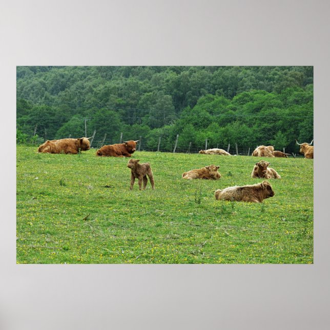 Póster Vacas de la región montañosa (Frente)