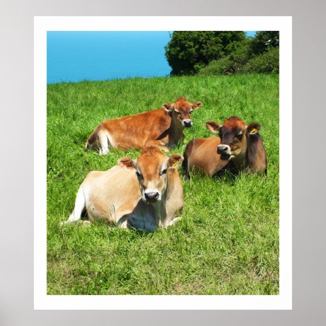 Póster Vacas de tres Jersey (Frente)