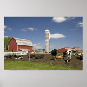 Póster Vacas delante de un granero rojo y un silo en una