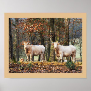 Póster Vacas en bosque, Francia