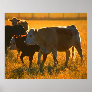 Póster Vacas en los pastizales 2