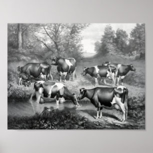 Póster Vacas en pastos