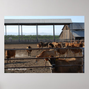 Póster Vacas felices de California