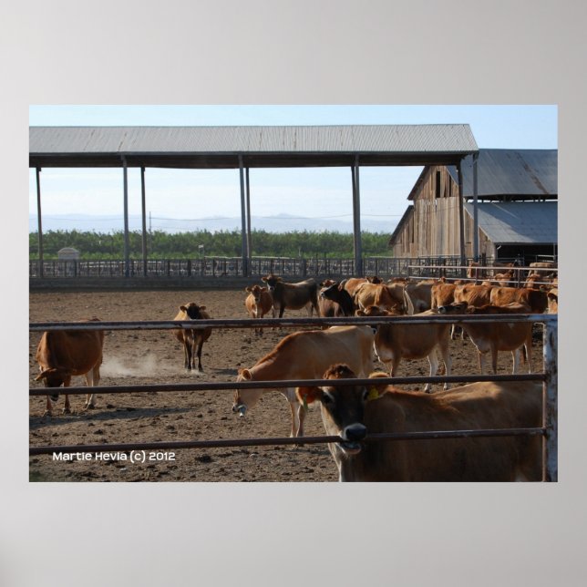 Póster Vacas felices de California (Frente)