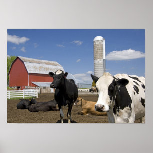 Póster Vacas frente a un granero rojo y silo en una granj