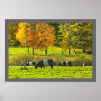 Vacas Galloway Belladas En La Granja Rockport Main