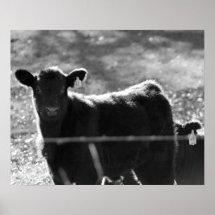 Póster Vacas jóvenes blancas y negras en campo 16x20
