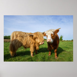Póster Vacas jóvenes de la región montañosa