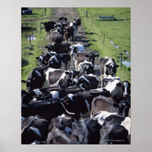 Póster Vacas lecheras de Fresian, aguardando el ordeño,