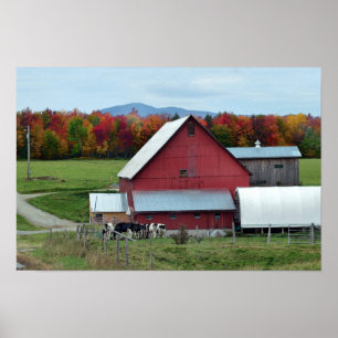 Póster Vacas lecheras de Vermont en el granero rojo