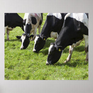 Póster Vacas lecheras que pastan en pasto
