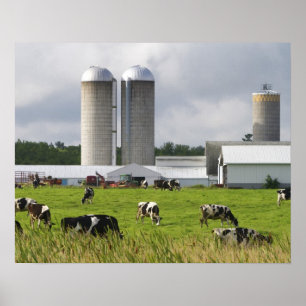 Póster Vacas lecheras y granja cerca del condado de Taylo
