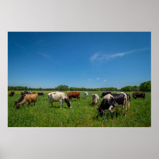 Póster Vacas pastando en Nice Farms Creamery