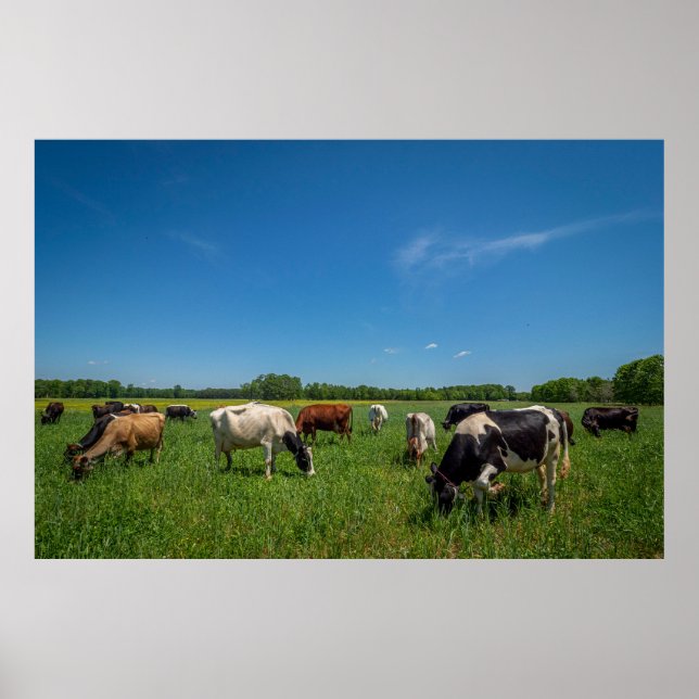 Póster Vacas pastando en Nice Farms Creamery (Frente)